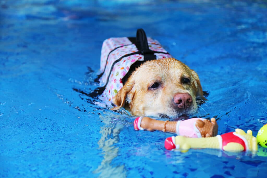 Labrador Retriever Wear Life Jacket And Play With Floating Toy In The Swimming Pool