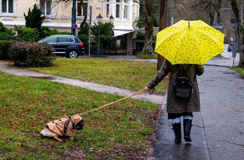 Lady With A Big Yellow Umbrella Walking Her Dog Wearing A Raincoat In A Park
