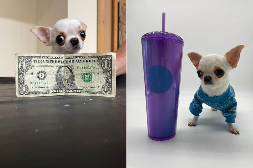 Pearl The Chihuahua With A Dollar And Tumbler