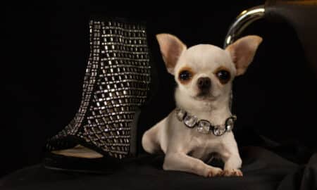Shortest Living Dog Beside A Shoe