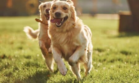Two Beautiful Golden Retriever Dogs Running Outdoors In The Park Together