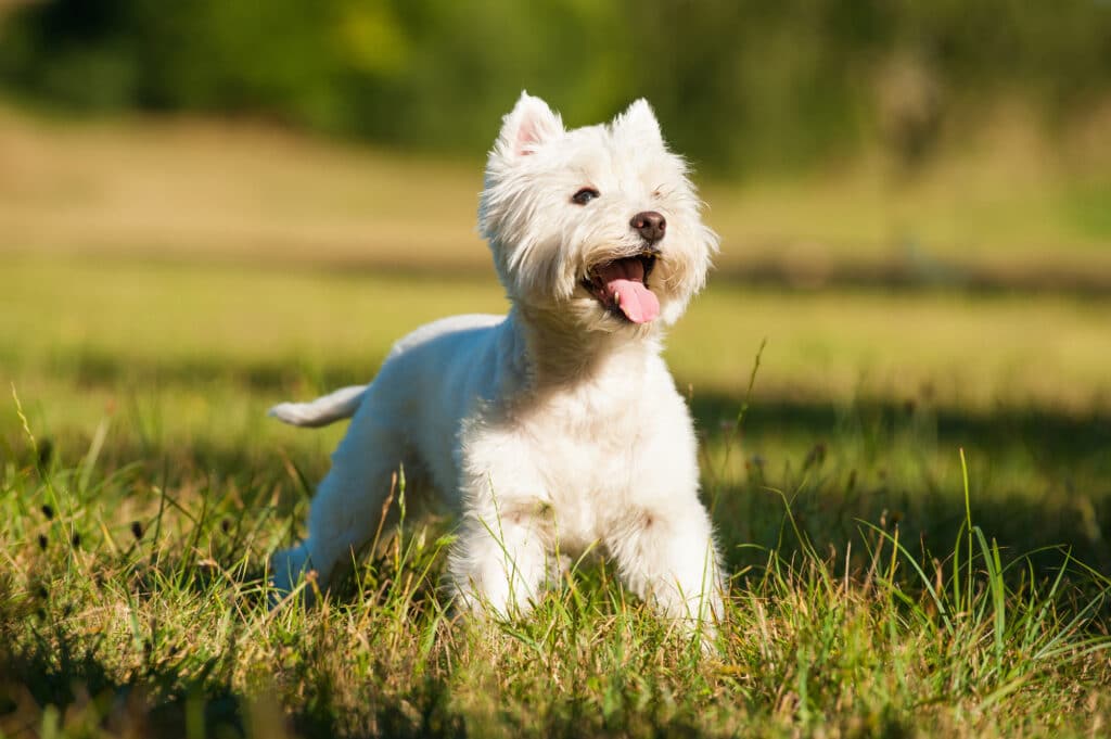 West Highland White Terrier In A Summer Meadow