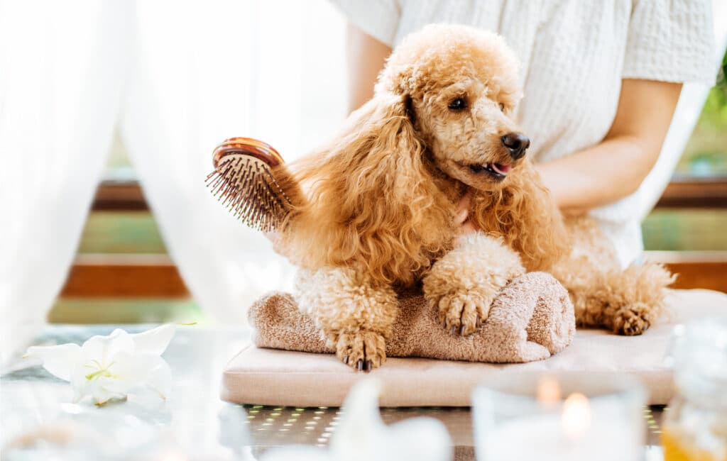 Woman Brushing Dog While The Dog Is Lying Down