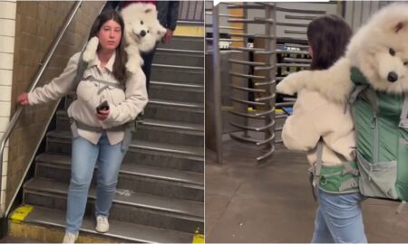 Woman Carrying Samoyed Dog On A Backpack On Nyc Subway