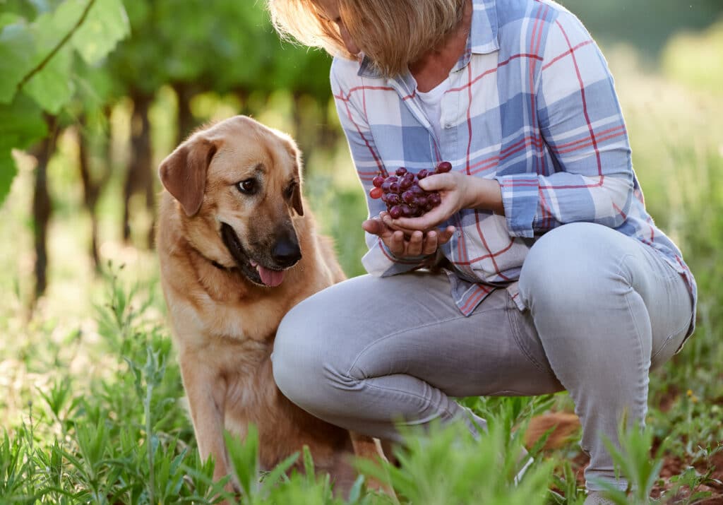 Woman Picking Grapes In A Vineyard With A Dog