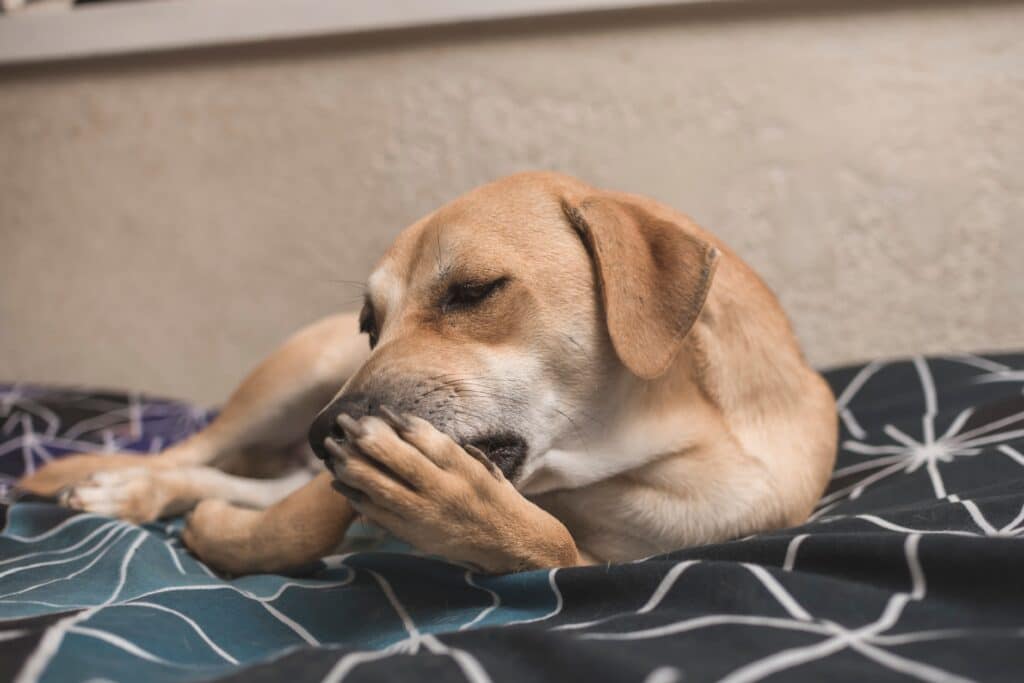 A Cute Brown Male Dog Licks His Front Paw While Lying On The Bed