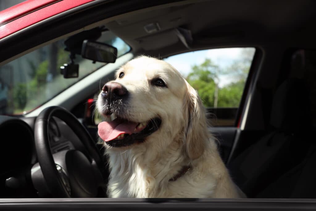 Adorable Golden Retriever Dog On Driver Seat Of A Car