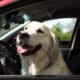 Adorable Golden Retriever Dog On Driver Seat Of A Car