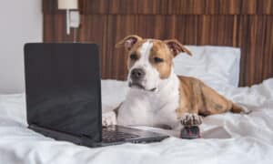 American staffordshire terrier dog lying on the bed in front of a laptop