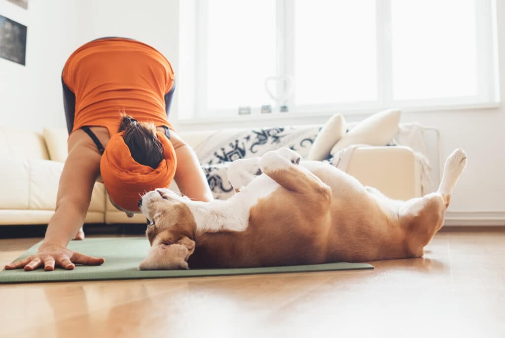 Beagle Dog Lies On The Yoga Mat While Owner Makes Yoga Exercises