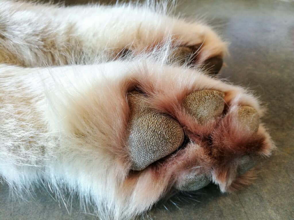 Close Up Of Paws With Dog Paw Hyperkeratosis