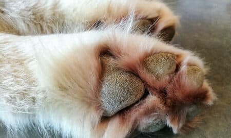 Close Up Of Paws With Dog Paw Hyperkeratosis