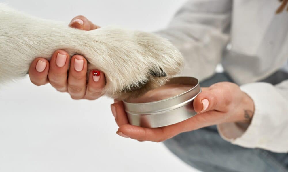 Close Up Of Woman About To Rub Dog Paw Balm On A Dog'S Paw