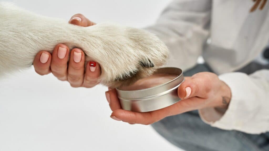 Close Up Of Woman About To Rub Dog Paw Balm On A Dog'S Paw