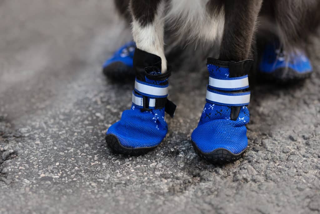 Close Up View Of Dog Paws In Boots Outdoors