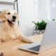 Cute Dog Looking At Laptop On Wooden Table In Office