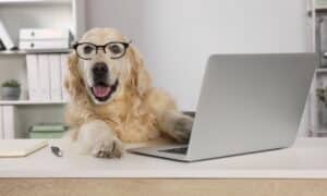 Cute Retriever Wearing Glasses At Table In Office