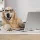 Cute Retriever Wearing Glasses At Table In Office