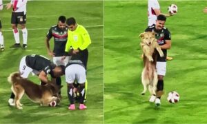 Dog In Chile Stealing The Ball And Getting Escorted