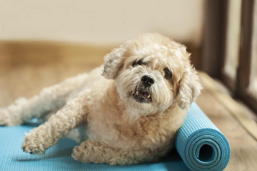 Dog On A Yoga Mat