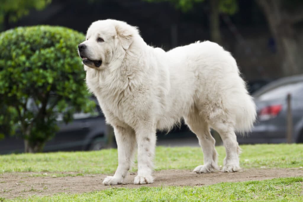 Great Pyrenees Standing