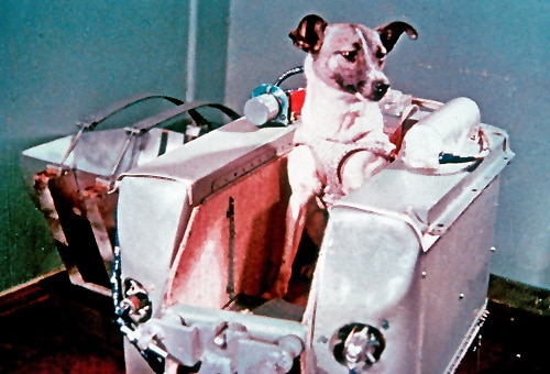 Laika The Spacedog