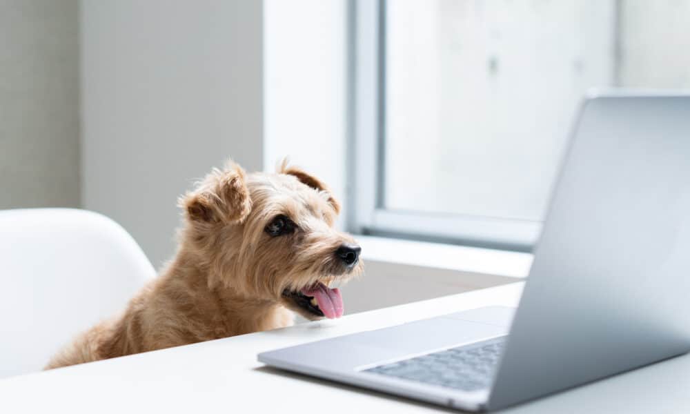 Norfolk Terrier Dog Watching Laptop Computer