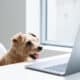 Norfolk Terrier Dog Watching Laptop Computer