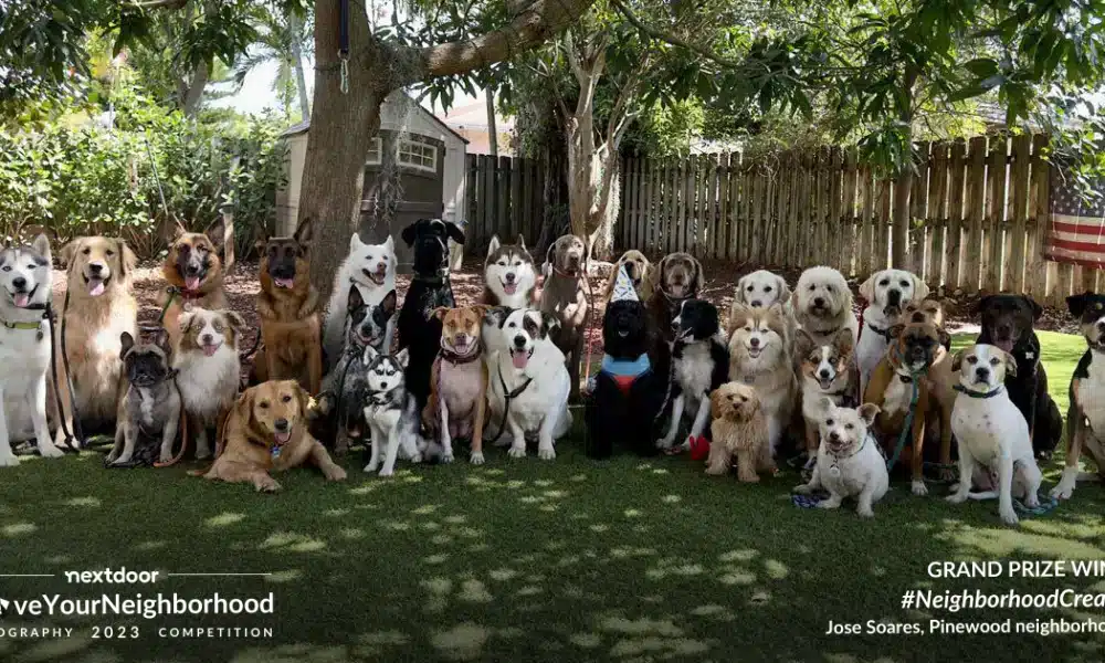A Picture of Over 30 Canines Posing For The Digicam Wins Nationwide Contest