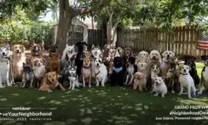 Photo Of Over 30 Dogs At A Dog Birthday Party