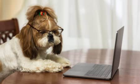Shih Tzu Dog With Glasses Looking Into Laptop