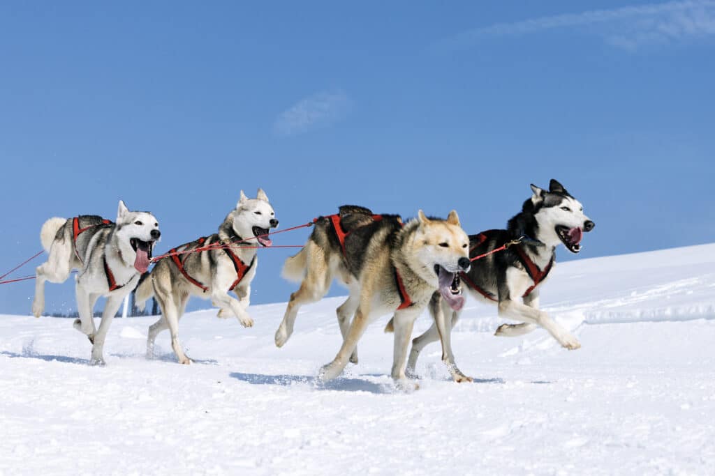 Siberian Huskies Sled Dogs In The Snow
