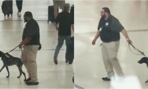 TSA agent aggressively pulling a bomb-detecting dog at the airport