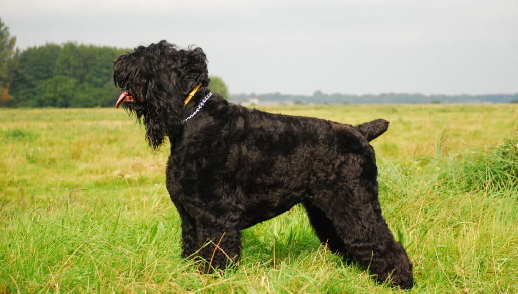 The Black Russian Terrier Standing On Grass