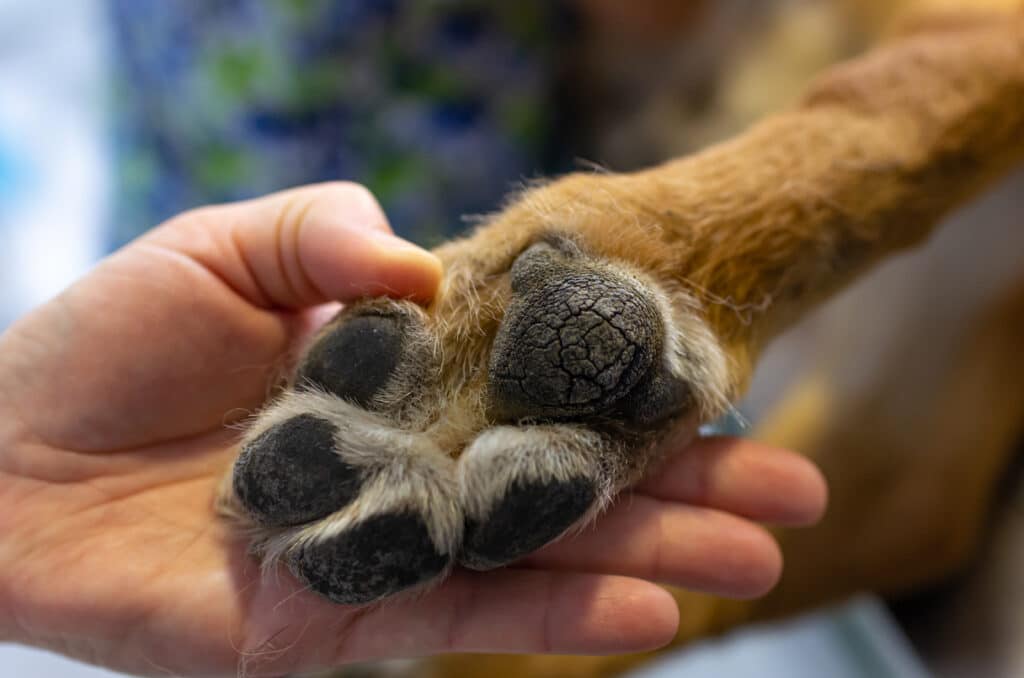 Veterinarian Showing The Paw Of A German Shepherd Suffering From Dog Paw Hyperkeratosis
