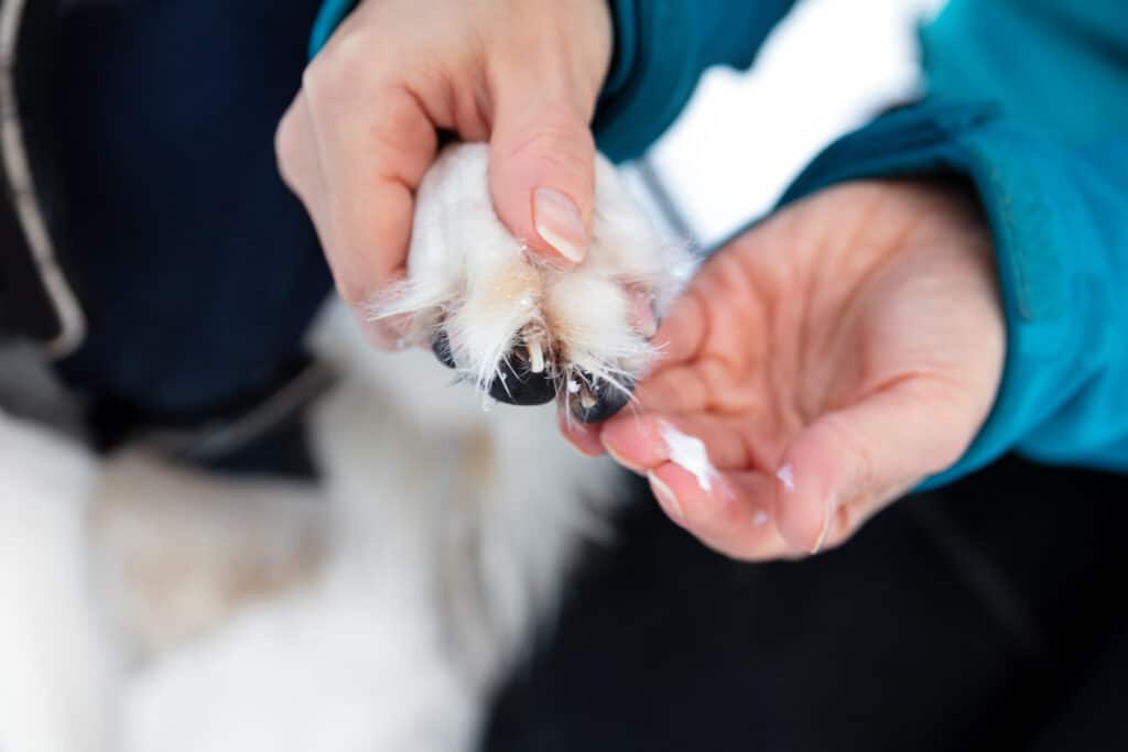 Woman Holding A Dog Paw And Applying Paw Balm For Protection At The Walk