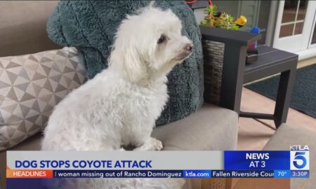 Dog In Mission Viejo Chases Off Coyote, Saves Partner Pup