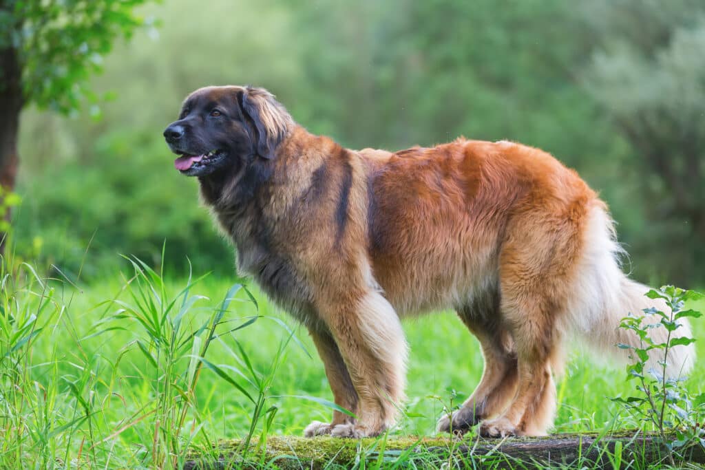 Outdoor Portrait Of A Leonberger Dog Who Is Standing On A Tree Trunk