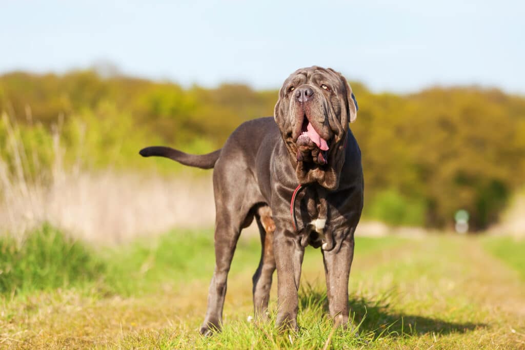 Portrait Of A Neopolitan Mastiff Dog Outdoors On A Meadow