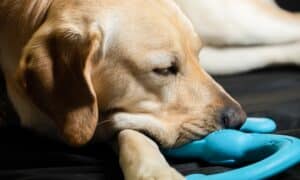 Yellow Labrador Retriever Laying With A Blue Toy