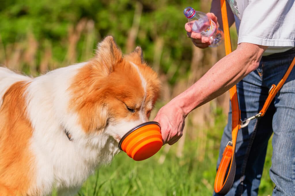 A Man Giving His Dog Some Water While Outside