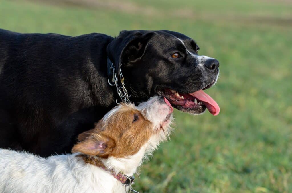 A Young, Playful Dog Jack Russell Terrier Runs Meadow In Autumn With Another Big Black Dog