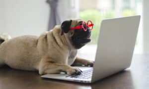 Adorable Pug Wearing Red Glasses Working By Computer
