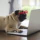 Adorable Pug Wearing Red Glasses Working By Computer