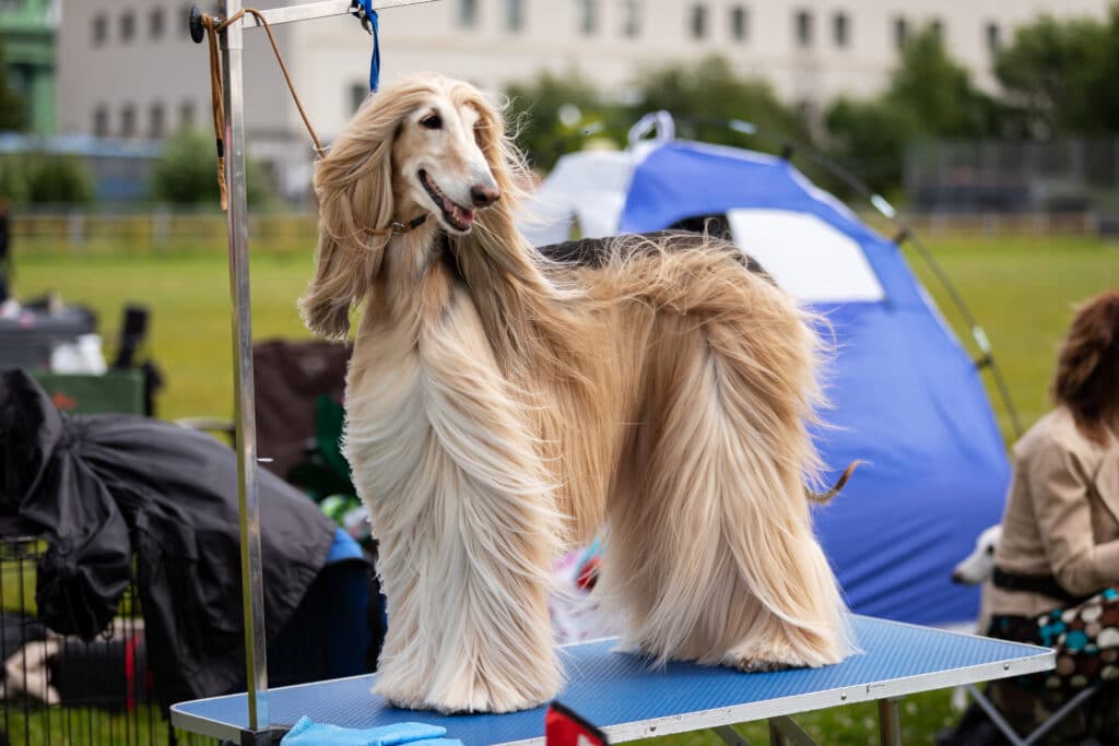 Afghan Hound Outdoor On Dog Show At Summer