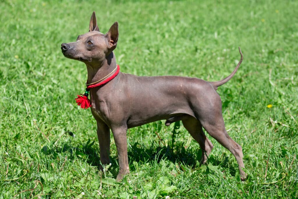 American Hairless Terrier Puppy Is Standing On A Green Meadow