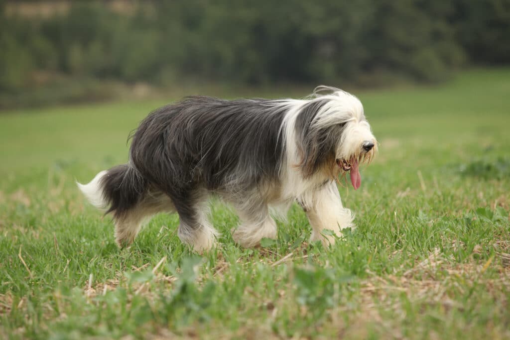 Bearded Collie Running In Nature In Summer