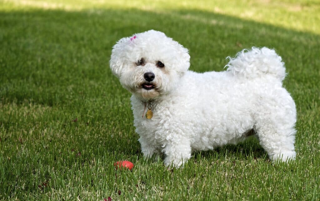 Bichon Frise Dog Standing In Sunny Grass With A Toy At Her Feet