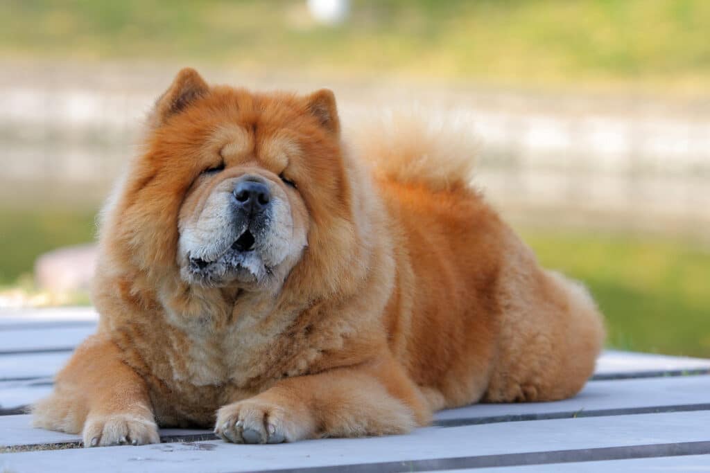 Chow Chow Sitting