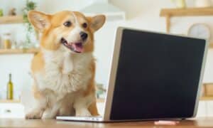 Dog With A Laptop Working At Home